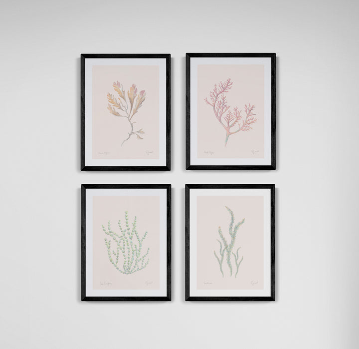 NZ Native Seaweed 4 print set