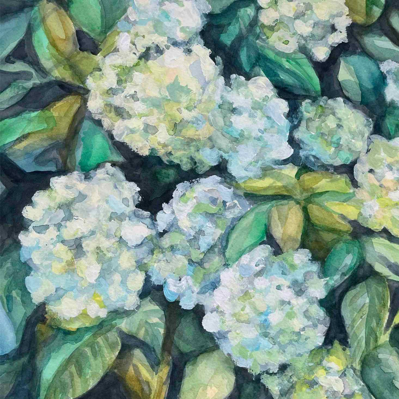Hydrangeas in white, green & blue